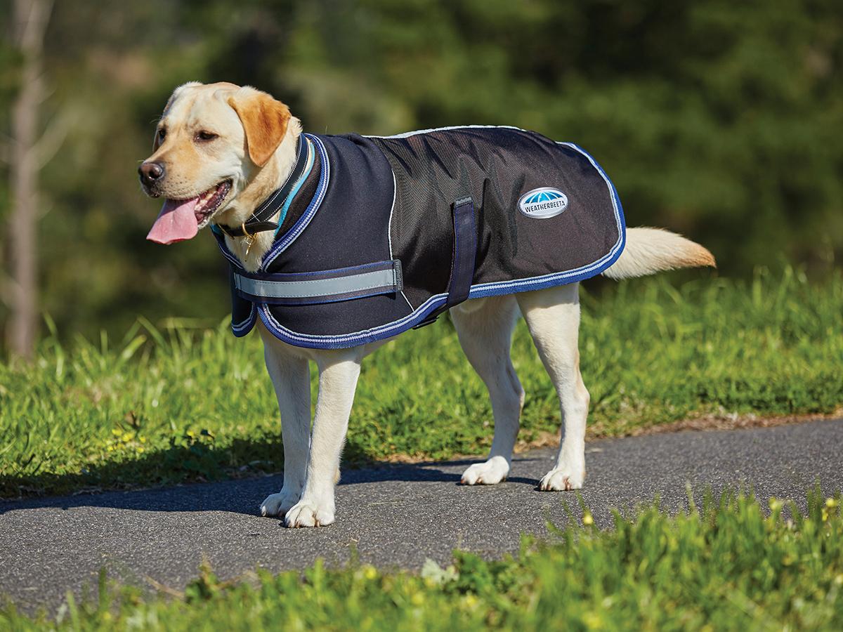 weatherbeeta dog coat