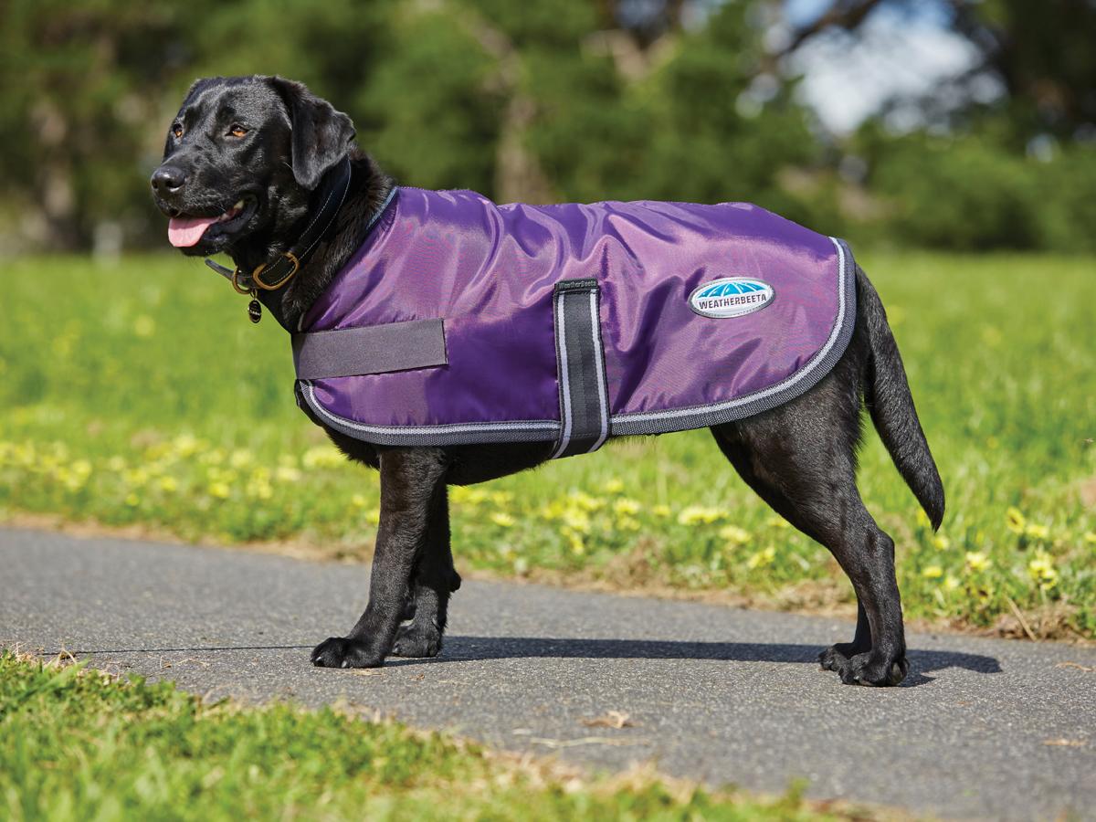 Weatherbeeta windbreaker 420d outlet dog coat